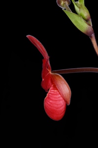 Phragmipedium Jason Fischer Janets Patience AM/AOS 84 pts. Profile